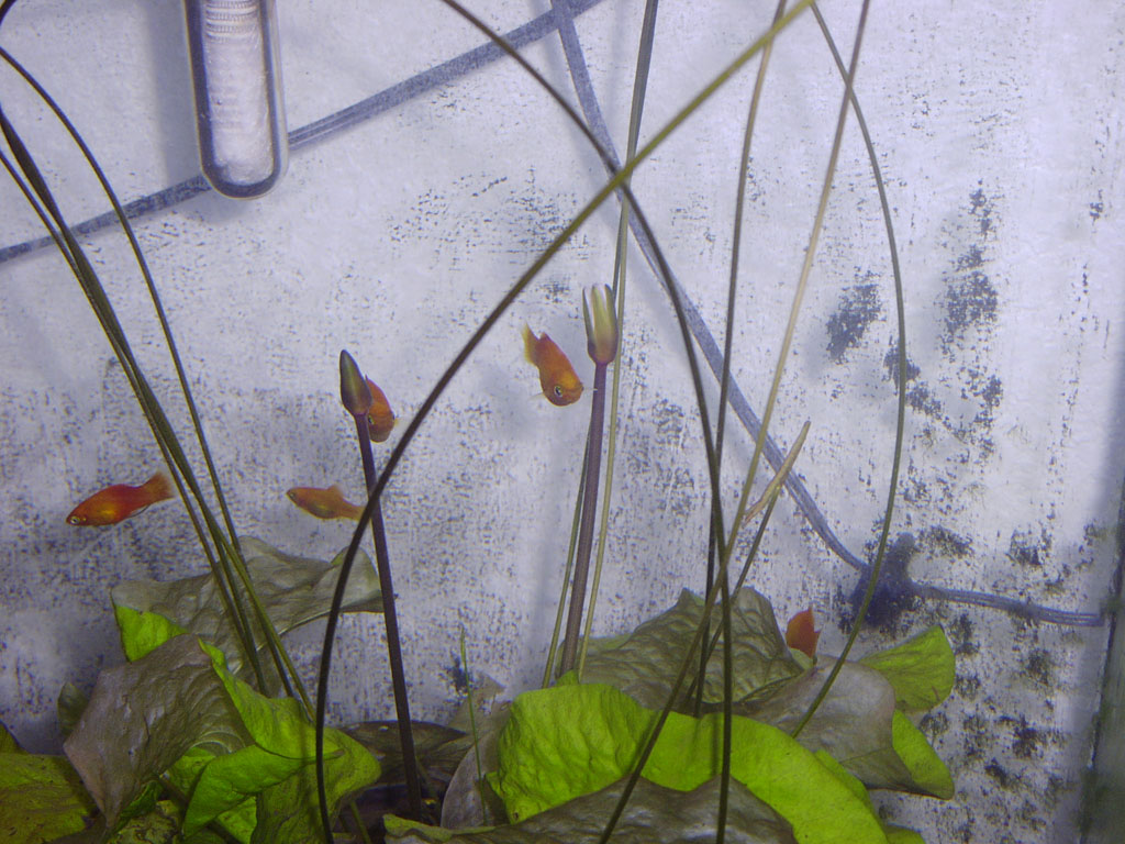 Nymphaea minuta Dec 31 05 submerged buds Image008